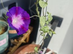 -夏朵花园(复兴西路店)