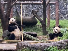 -都江堰中华大熊猫苑