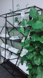 -MJ skin care国际皮肤管理中心