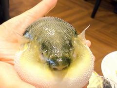 -肆月河豚·新淮扬(金融街店)