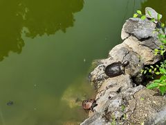 -迎江寺