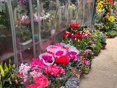 -青石桥花鸟鱼虫市场(叠翠城店)