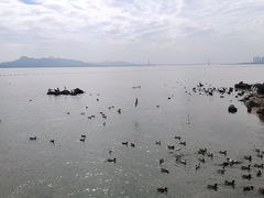 -福田红树林生态公园