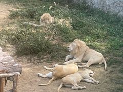 -泉州海丝野生动物世界