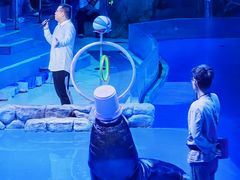 -芜湖新华联大白鲸海洋公园