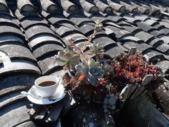 -YLK云南小粒咖啡·云里咖(二号店)