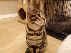 -Let's go狗咖·猫咖·奶狗·桌游(春熙路IFS店)