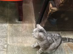 -猫咪博物馆(顶澳仔猫街店)