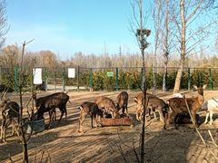 -野鸭湖国家湿地公园