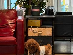 -百好乐宠物友好餐厅(朝外大街店)