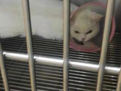 -A猫a狗全科·犬猫异宠·芥西宠物医院(南开总院)