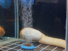 -家贺屋刺身寿司专门店