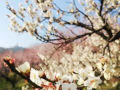 -苏州上方山国家森林公园
