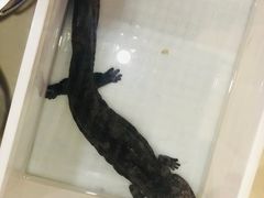 -龙小海荆沙鸽子店(瑞安街店)