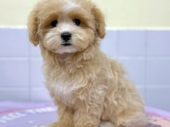 -Oh My Dog宠物沙龙(伊珊娜皮毛护理店)