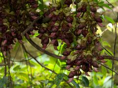 -清溪大王山森林公园