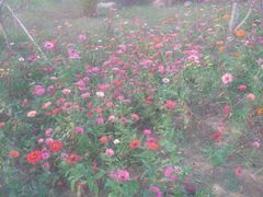 android_upload_pic-艾溪湖湿地公园