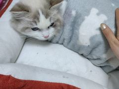 -关爱动物医院·心脏·中兽医·异宠(金牛路分院)