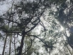 -合肥滨湖国家森林公园