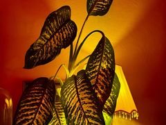 -鸡尾酒实验室酒吧(隆礼路店)