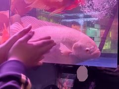 -中环花鸟鱼虫市场