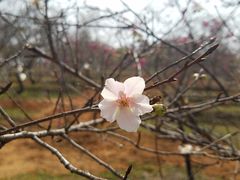-天适樱花悠乐园