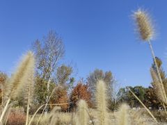 -野鸭湖国家湿地公园