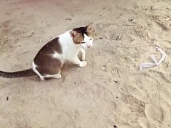 -卡马拉海滩