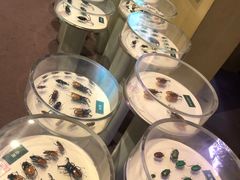 -陕西自然博物馆