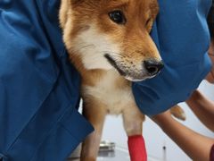 -瑞派·关忠动物医院·异宠专科·犬猫肿瘤·皮肤专科(望京店)