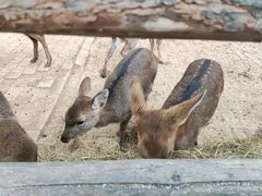 -石家庄市动物园