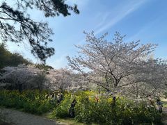 -苏州上方山国家森林公园