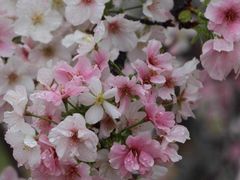 -天适樱花悠乐园
