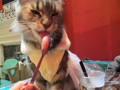 -猫色咖啡·猫咖