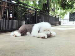 -TrueLove @ Neverland (Husky Cafe)