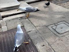 -圣马尔谷圣殿宗主教座堂