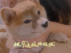 -逗柴咖啡屋·狗咖猫咖宠物桌游