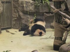 -都江堰中华大熊猫苑