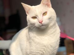 -伟伟宠物医院·CT影像中心·瑞派犬猫综合性门诊(汉口总院)