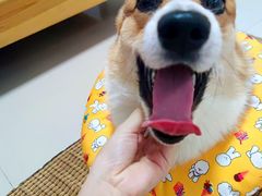 -安安宠医宠物医院·异宠·犬猫内科(岳阳分院)
