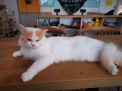 -平行世界·猫咖(首经贸店)