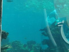 -海棠湾洲际-涛·海底餐厅·美人鱼·自助餐·海底隧道