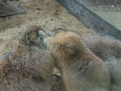 -未来动物城主题公园(正弘城店)