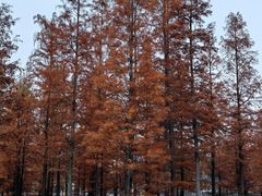 -白鹭湾湿地公园