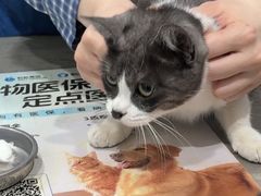 -四月宠物医院·猫专科·心脏专科·内科(转塘店)