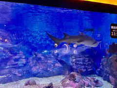 -烟台海昌鲸鲨海洋公园