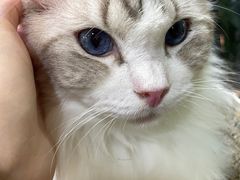 -李小姐の猫咖啡馆(五角场店)