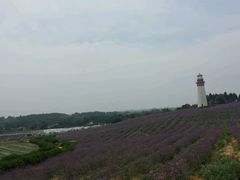 -紫颐香薰山谷景区