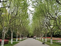 -上海鲜花港