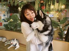 -Husky Go! 哈士奇体验馆·宠物咖啡厅狗咖